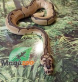 Magazoo Ball python Blade Clown Male