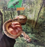 Magazoo Ball python Blade Clown Male