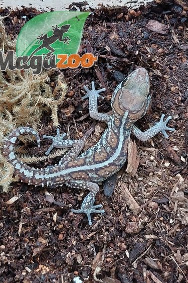 Magazoo Panther gecko (Pictus) Male