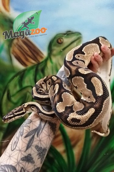 Magazoo Ball pythonl Orange Dream  Fire Male (sub-adult)