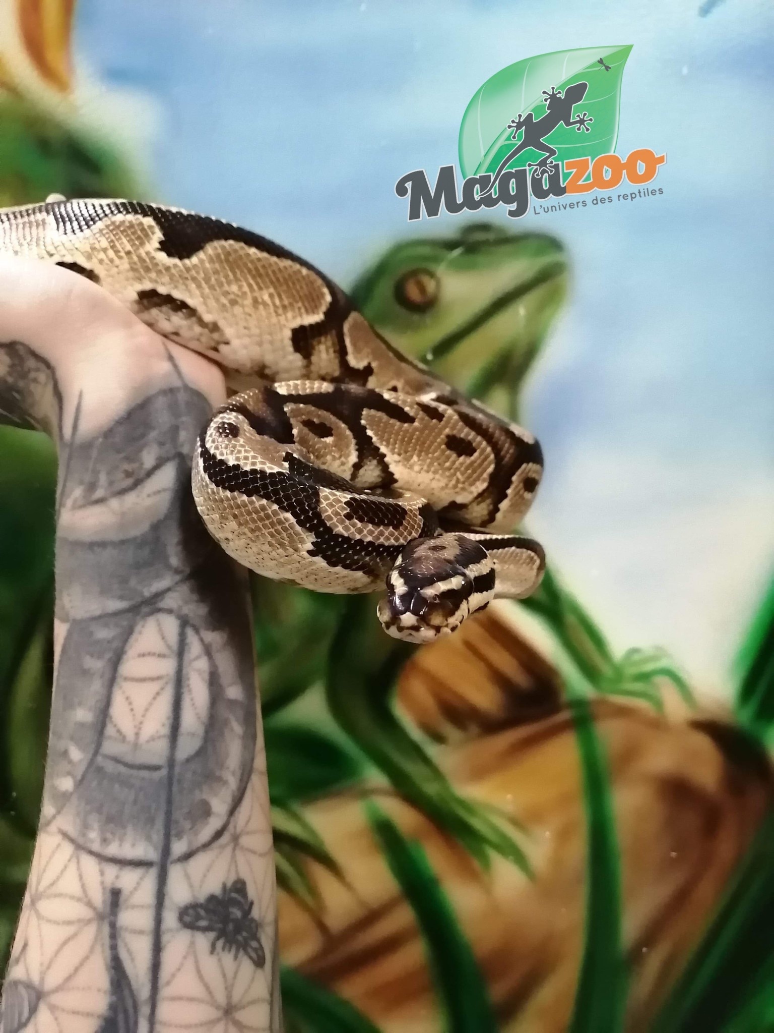 Magazoo Ball pythonl Orange Dream  Fire Male (sub-adult)