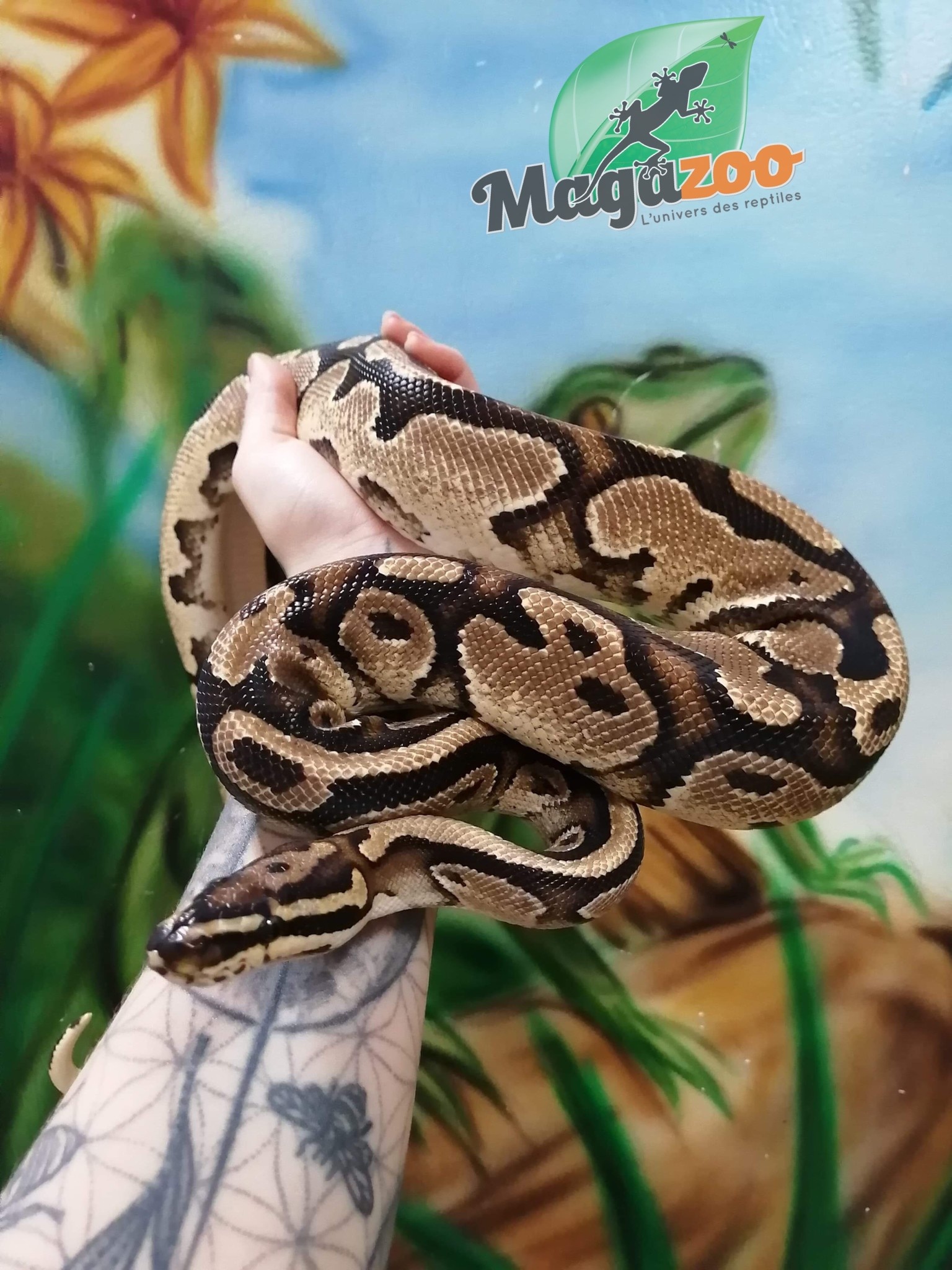 Normal Ball Python (Male) Sub Adult — Jungle Bobs Reptile World