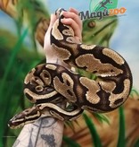 Magazoo Ball pythonl Orange Dream  Fire Male (sub-adult)