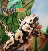 Magazoo Ball Python Pastel male (sub-adult)