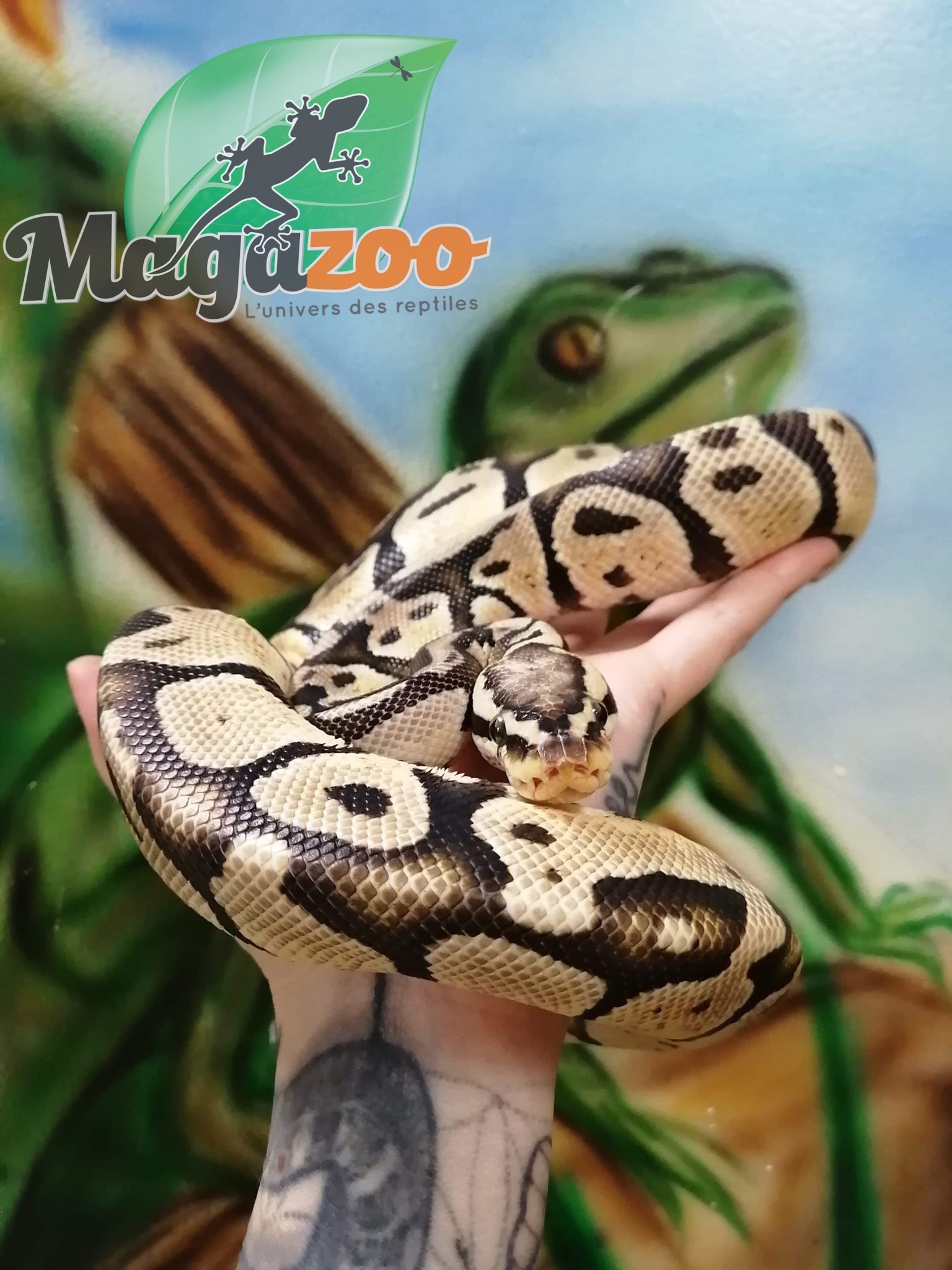 Magazoo Ball Python pastel vanilla (sub-adult) male