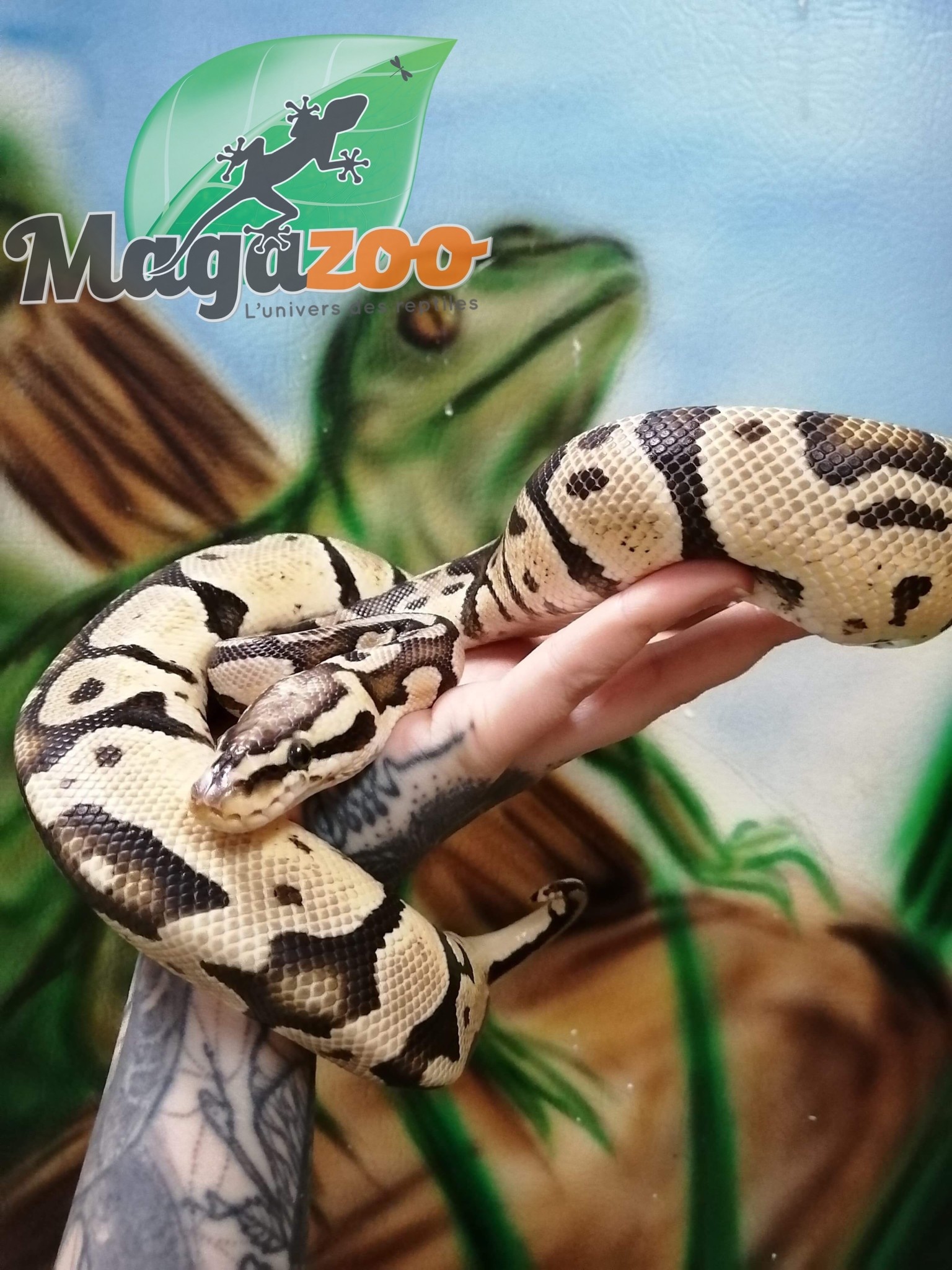 Magazoo Ball Python pastel vanilla (sub-adult) male