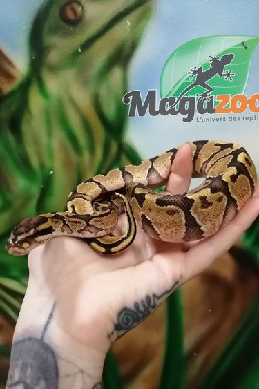 Magazoo Python royal  vanilla (bébé  mâle)