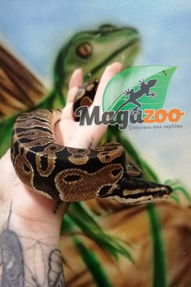Magazoo Ball python regular (baby male #3)
