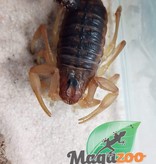 Magazoo Buthus draa scorpion