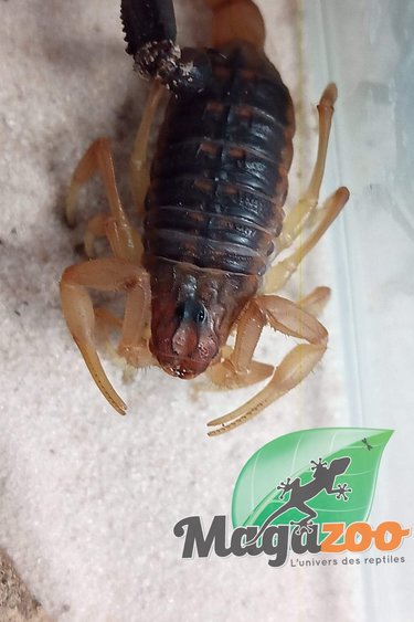 Magazoo Scorpion Buthus draa Vendu avec kit