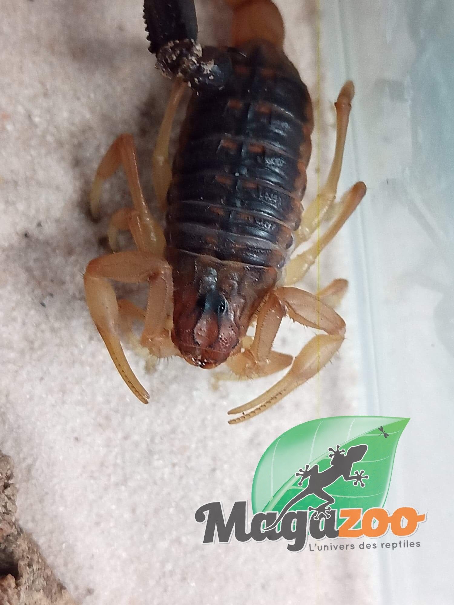Magazoo Buthus draa scorpion