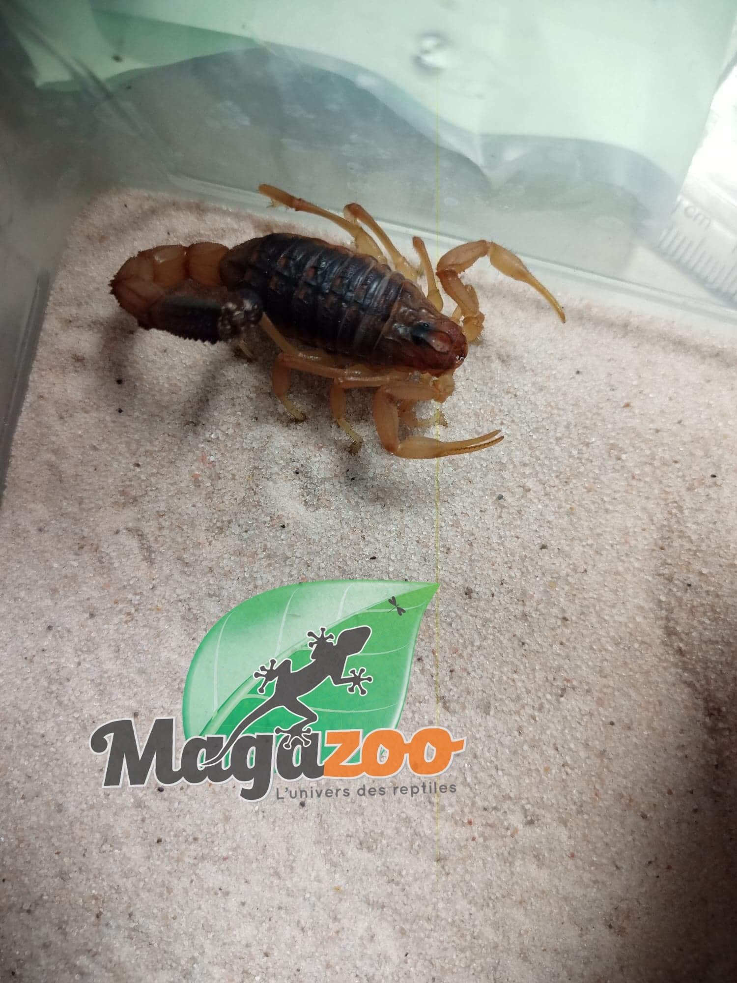 Magazoo Scorpion Buthus draa Vendu avec kit