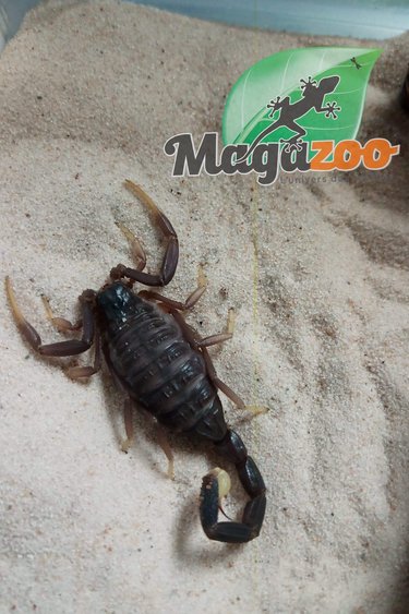 Magazoo Leiurus jordanensis 3.5'' Scorpion