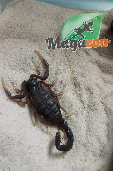 Magazoo Scorpion Leiurus jordanensis 3.5''