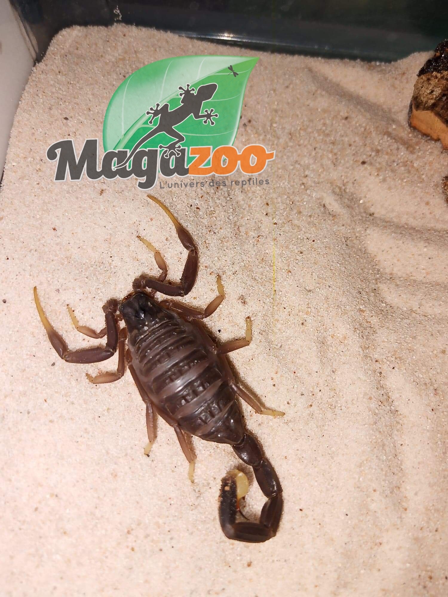 Magazoo Scorpion Leiurus jordanensis 3.5'' Vendu avec kit