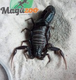 Magazoo Fattail Scorpion Male 2''/Androctonus liouvillei