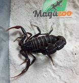 Magazoo Fattail Scorpion Male 2''/Androctonus liouvillei