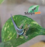 Magazoo Neon day gecko born in captivity