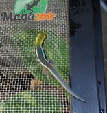 Magazoo Neon day gecko born in captivity
