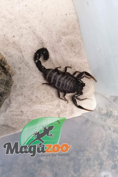 Magazoo Scorpion fattail 2'' Vendu avec kit/ Androctonus gonetti