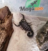 Magazoo Scorpion fattail 2'' Vendu avec kit/ Androctonus gonetti