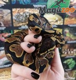 Magazoo Ball python Male born February 2 2022
