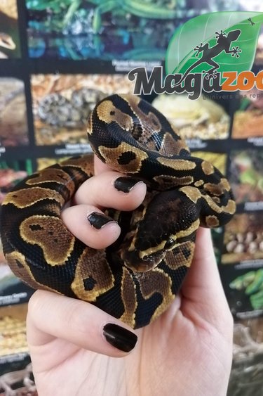 Magazoo Ball python Male born February 2 2022