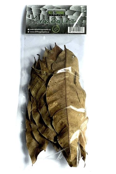 All things reptile Grandes feuilles de mangue paquet de 10 - Mango Big Leaves 10-pack