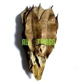 All things reptile Mango Big Leaves 10-pack