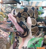 Magazoo Ball Python Blade double het clown ultramel Male