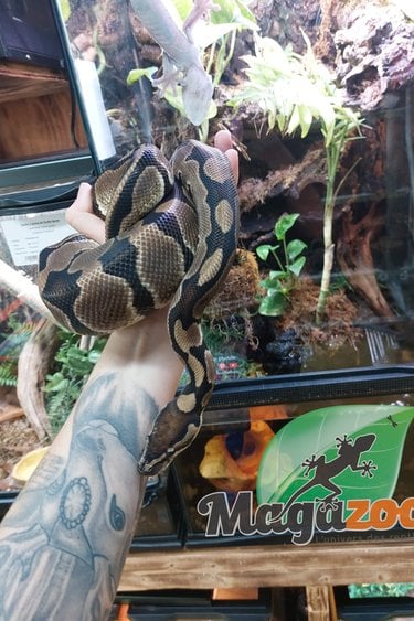 Magazoo Ball Python Blade double het clown ultramel Male