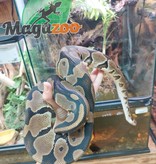 Magazoo Ball Python Blade double het clown ultramel Male