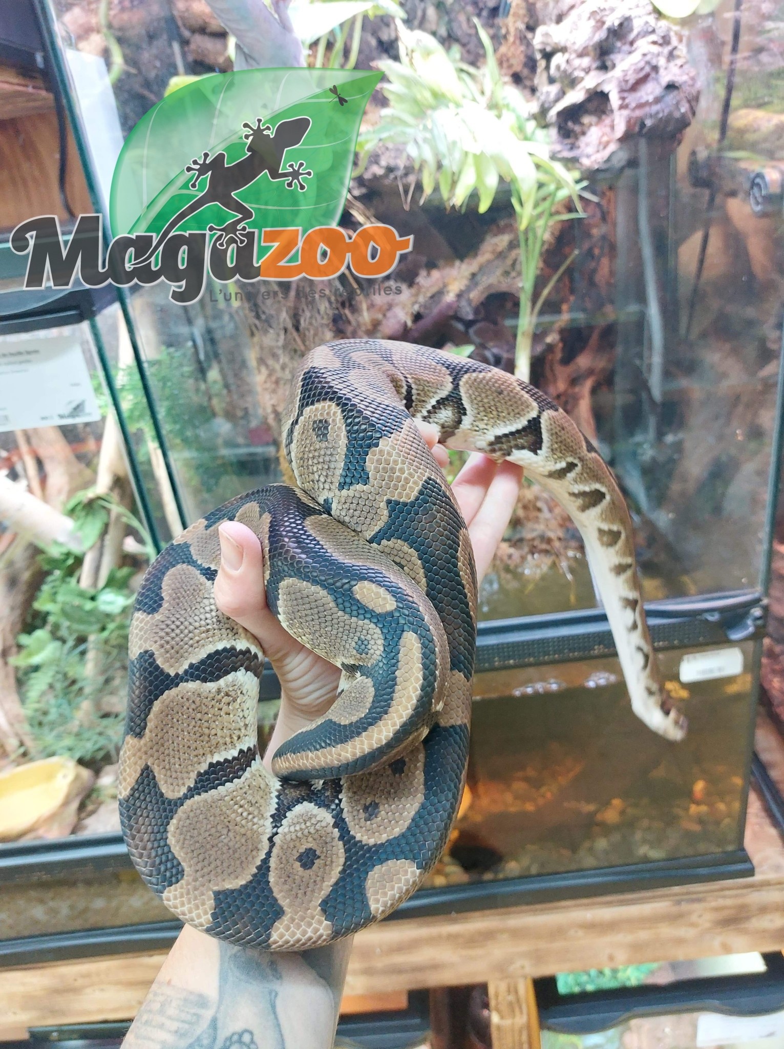 Magazoo Ball Python Blade double het clown ultramel Male