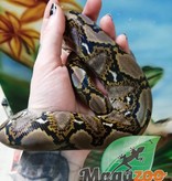 Magazoo Python réticulé Femelle 2021 (66% Poss. Het Albino Lavander et White Albino)