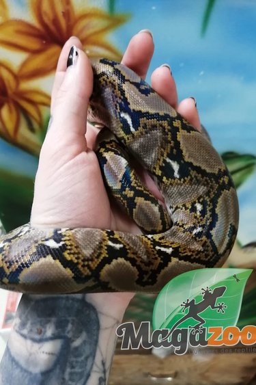 Magazoo Python réticulé Femelle 2021 (66% Poss. Het Albino Lavander et White Albino)