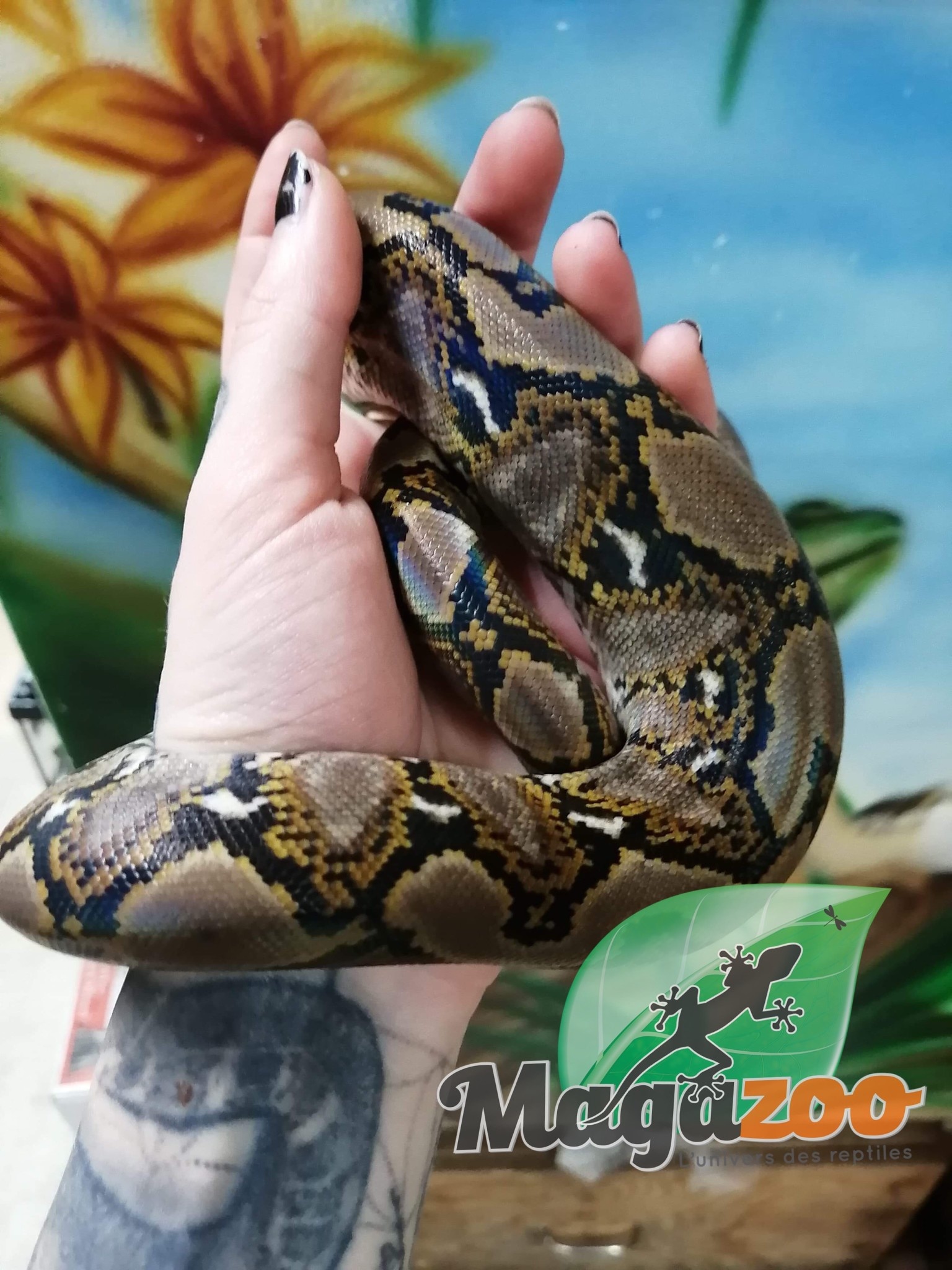 Python Réticulé Origine – Comment s’occuper d’un python réticulé ? – DGAM