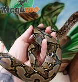 Magazoo Python réticulé Femelle 2021 (66% Poss. Het Albino Lavander et White Albino)