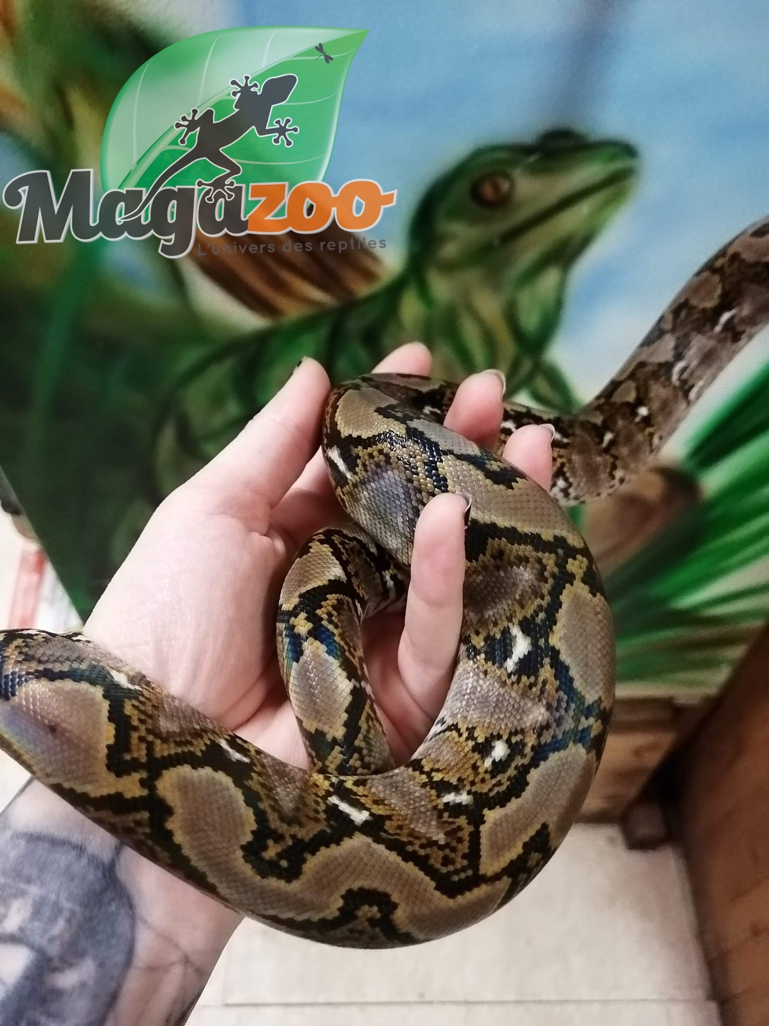 Magazoo Python réticulé Femelle 2021 (66% Poss. Het Albino Lavander et White Albino)