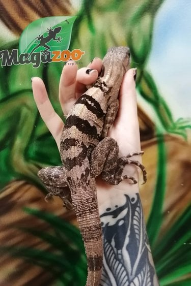 Magazoo Mexican spiny-tailed iguana Male ( 1.5 year old)