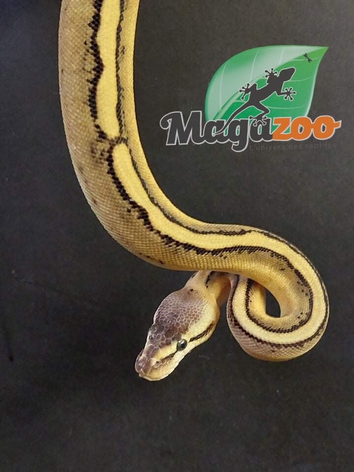 Magazoo Ball python pastel genetic stripe Female