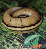 Magazoo Ball python pastel genetic stripe Female