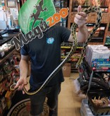 Magazoo Serpent ratier Beauté de Taiwan (Mâle 4.5 ans)