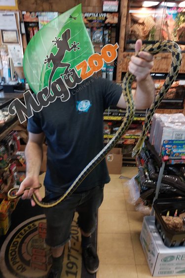 Magazoo Serpent ratier Beauté de Taiwan (Mâle 4.5 ans)