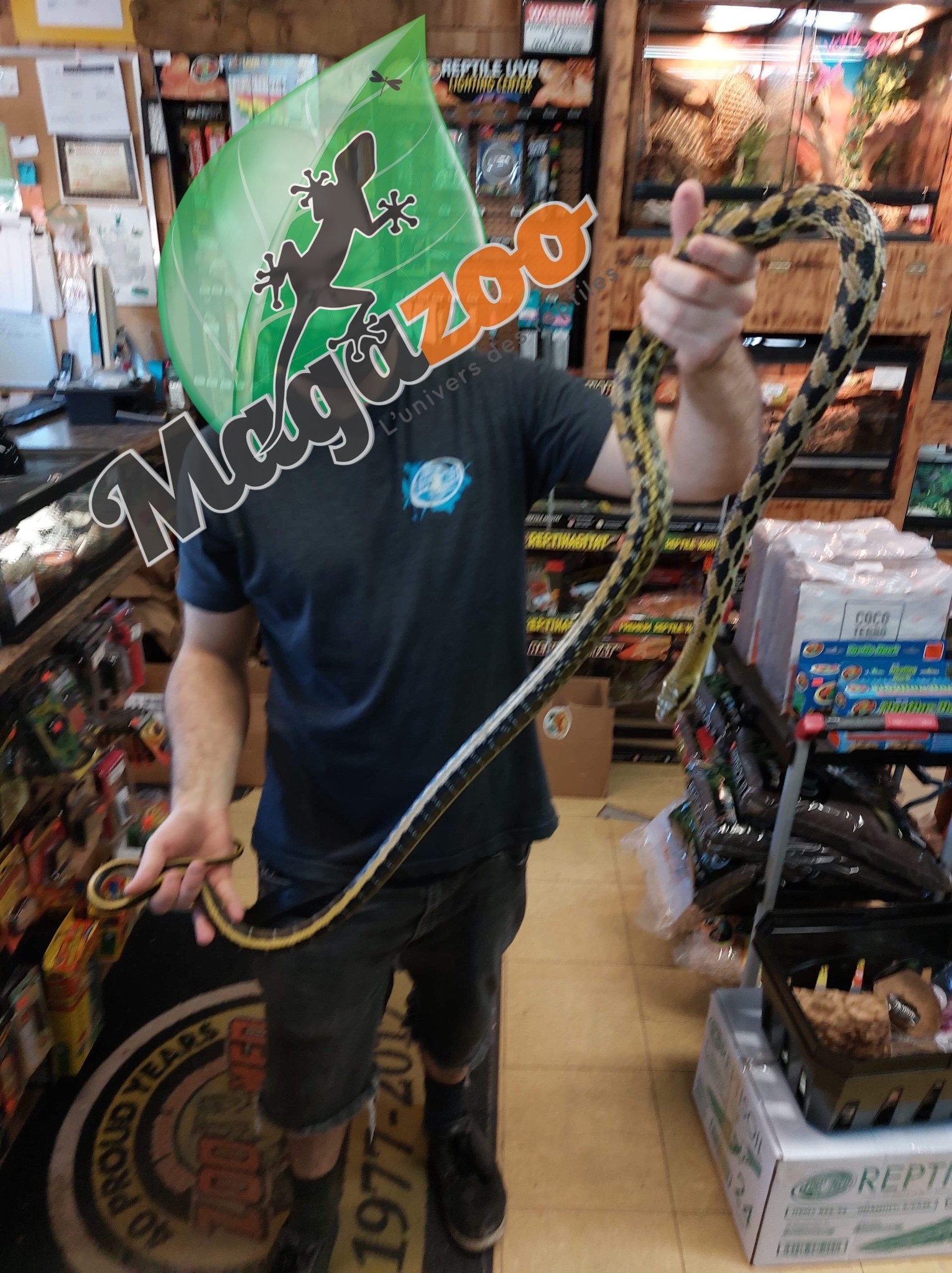 Magazoo Serpent ratier Beauté de Taiwan (Mâle 4.5 ans)