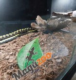 Magazoo Serpent ratier Beauté de Taiwan (Mâle 2.5 ans)