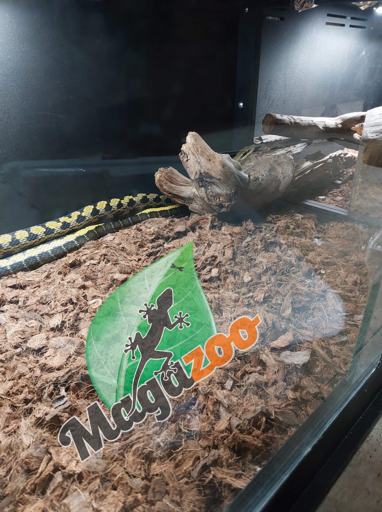 Magazoo Serpent ratier Beauté de Taiwan (Mâle 4.5 ans)