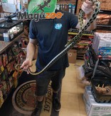 Magazoo Serpent ratier Beauté de Taiwan (Mâle 4.5 ans)