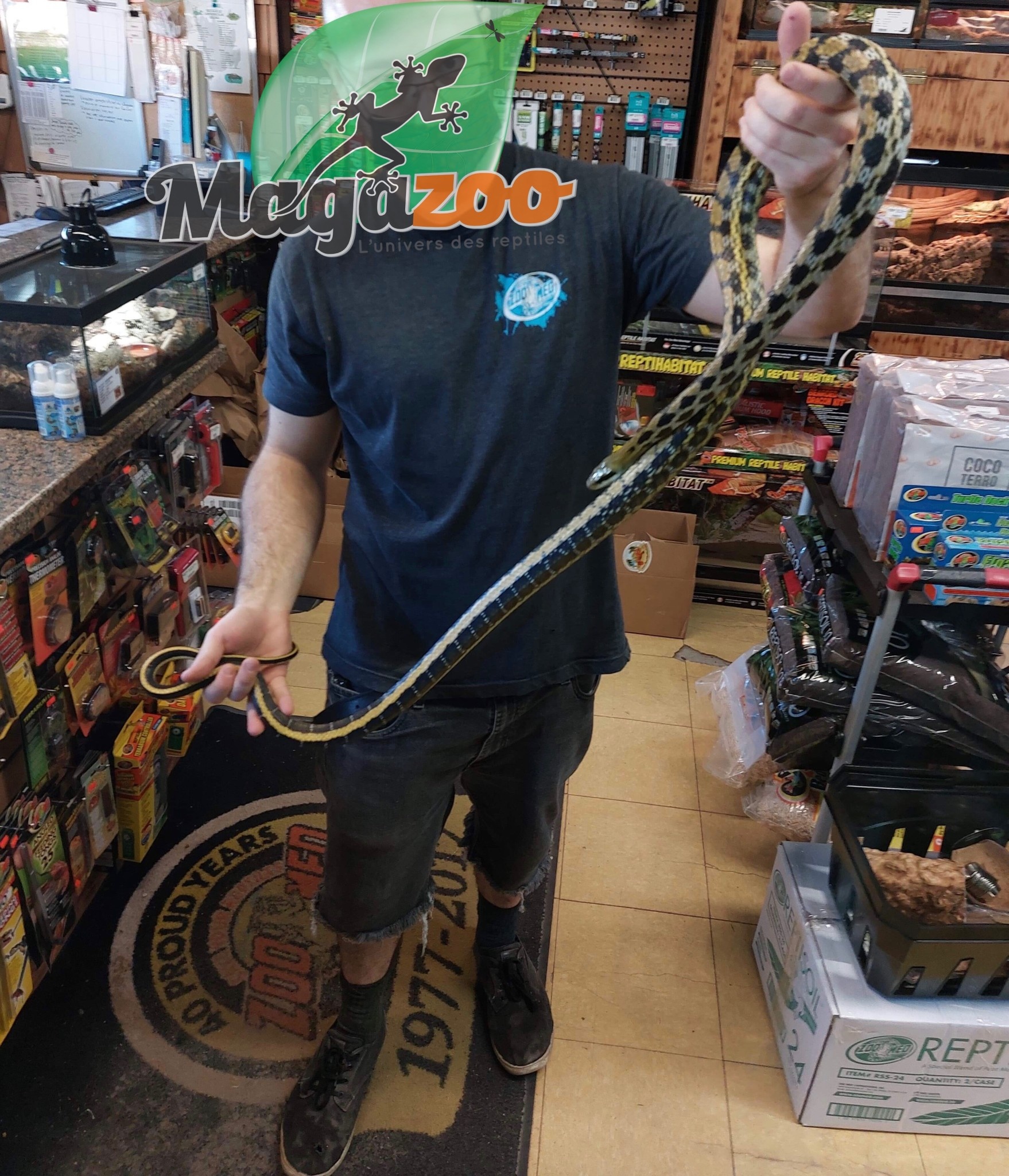 Magazoo Taiwan beauty snake (Male 2.5 years old)