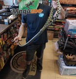 Magazoo Taiwan beauty snake (Male 2.5 years old)
