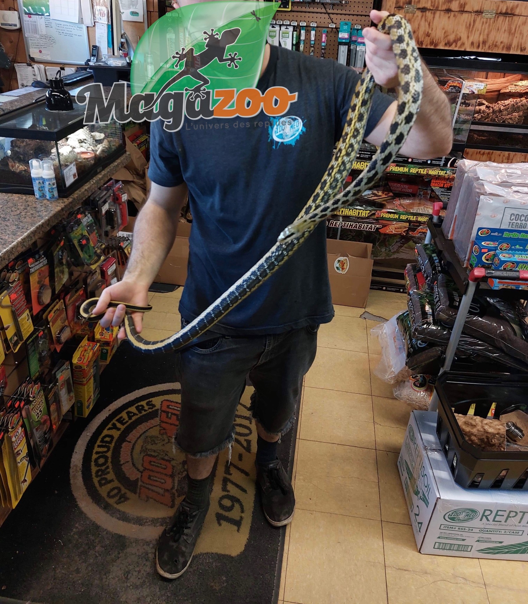 Magazoo Taiwan beauty snake (Male 2.5 years old)